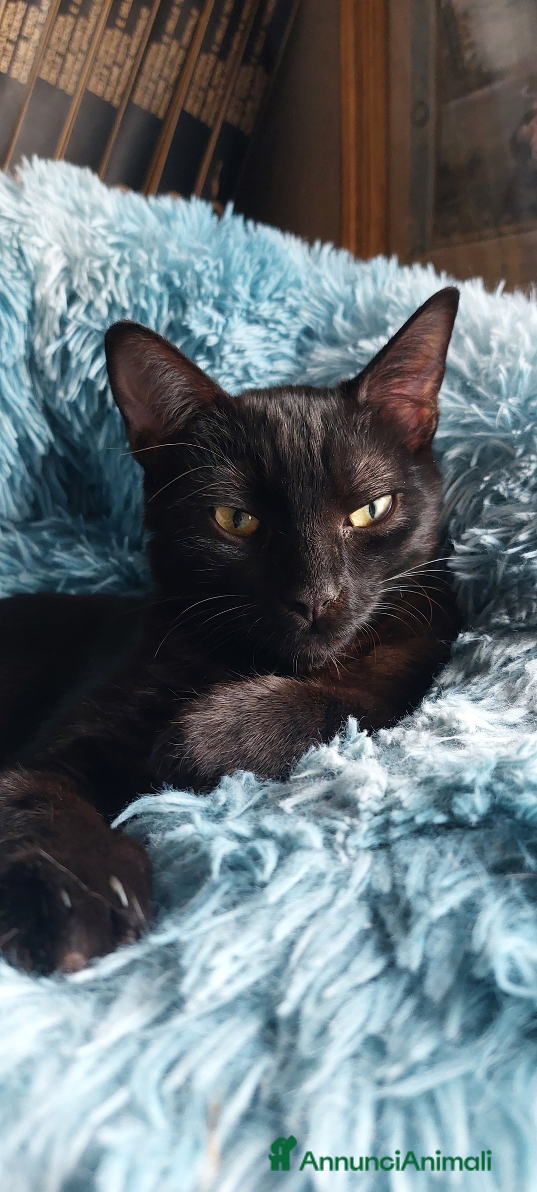 Europeo gatti in regalo: Peter, cucciolo panterino - Annuncio 3