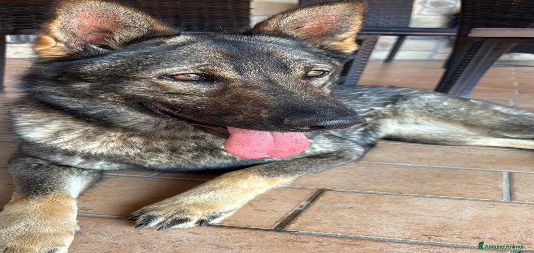 Immagine della galleria {{count}}