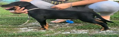 Jagdterrier 2