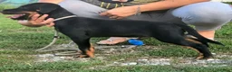 Jagdterrier cani in vendita: Cuccioli di jagd terrier - Annuncio 5