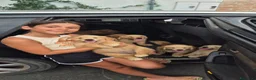 Golden Retriever cani in vendita: Allevamento sleepingbeauty golden - Annuncio 12