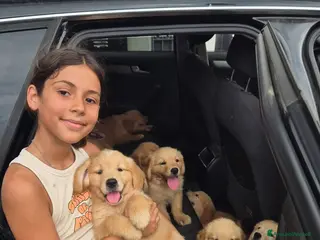 Golden Retriever cani Allevamento sleepingbeauty golden - Annuncio 4