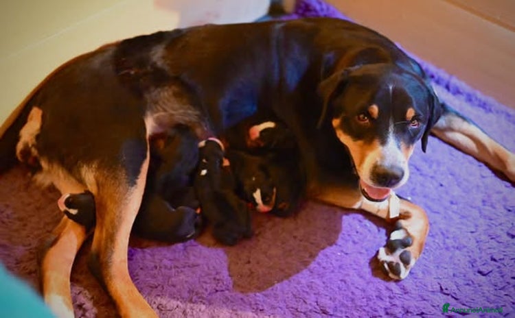 Grande Bovaro Svizzero cani a Provincia di Sondrio - Annuncio 1