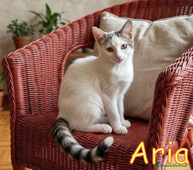 Europeo gatti in regalo: ARIA SPLENDIDA DOLCISSIMA GATTINA - Annuncio 15