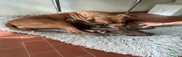 Pitbull cani in vendita: Pittbull UKC  a Provincia di Avellino - Annuncio 13