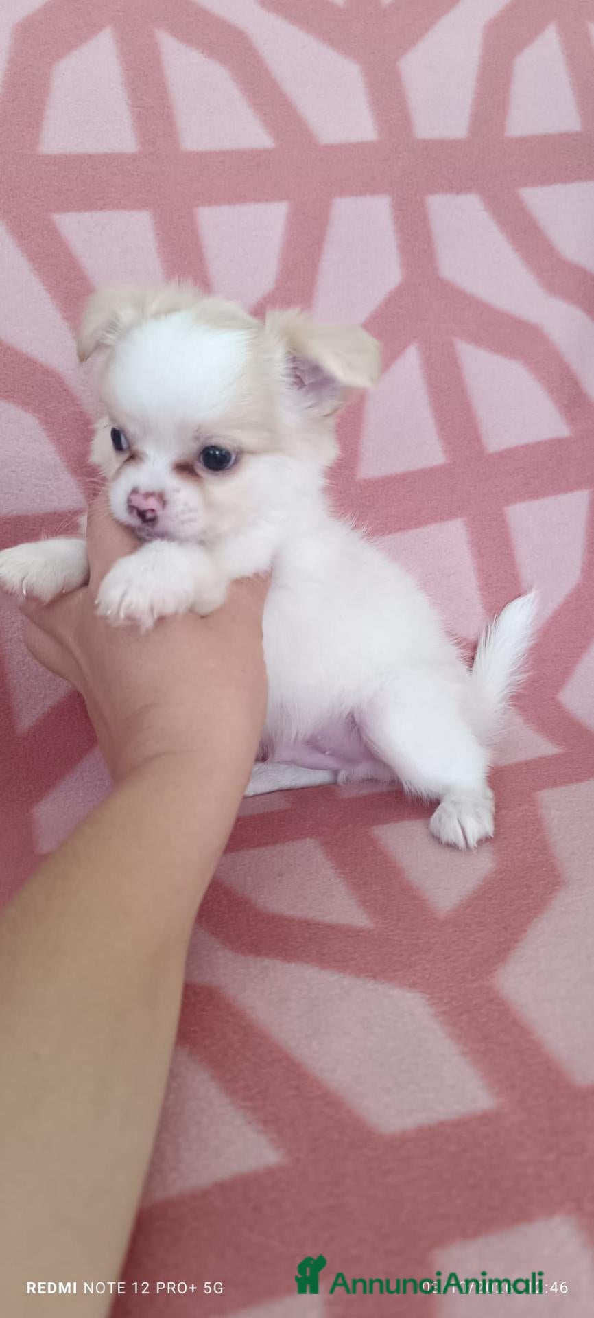 Chihuahua cani in vendita: Vendo cuccioli di cihuahua  - Annuncio 4
