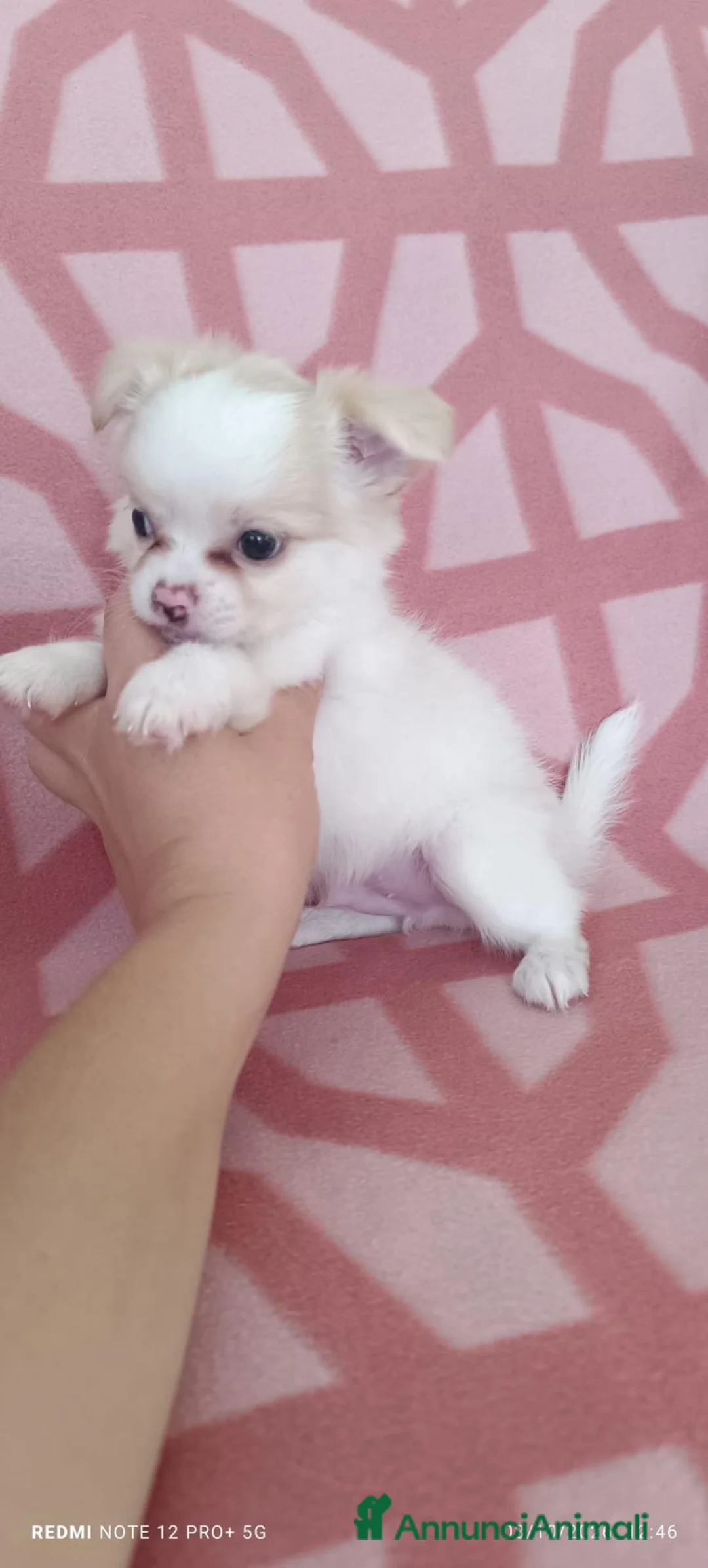 Chihuahua cani in vendita: Vendo cuccioli di cihuahua  - Annuncio 1