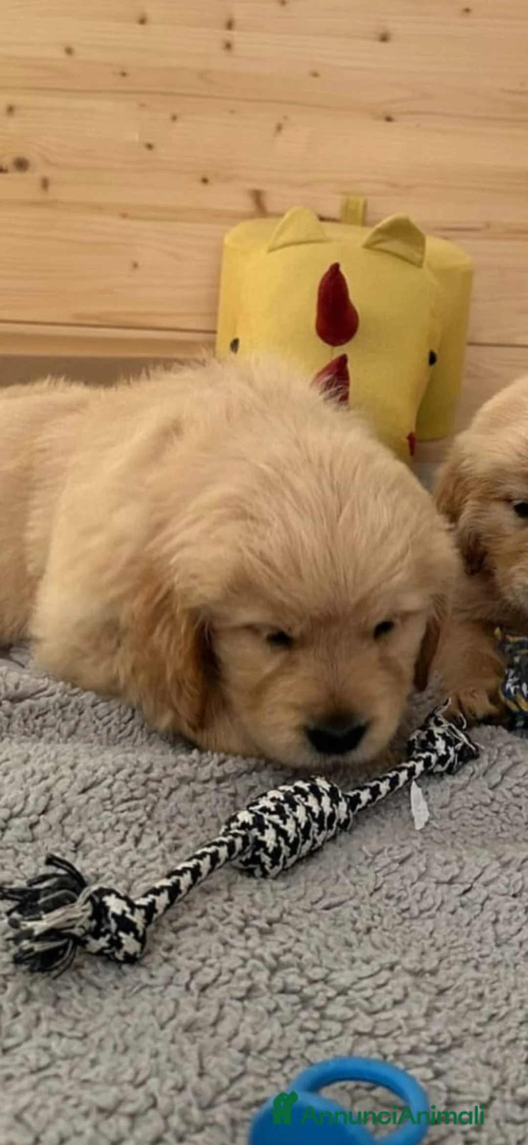 Golden Retriever cani in vendita: Golden Retriever americani, cuccioli a Provincia autonoma di Trento - Annuncio 2