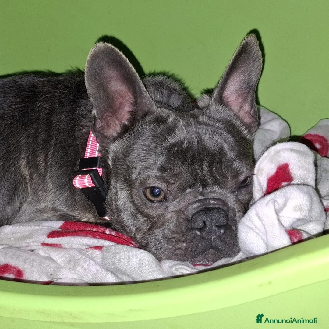 Bulldog Francese cani in regalo: Shamus Cerca Famiglia. Info Monica 3890238584 - Annuncio 1