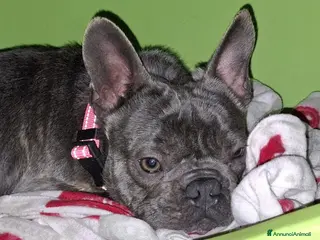 Bulldog Francese cani Shamus Cerca Famiglia. Info Monica 3890238584 - Annuncio 27