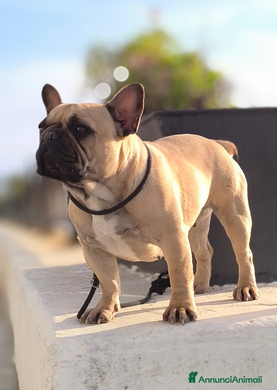 Bulldog Francese cani in vendita: Bulldog francese cuccioli enci a Provincia di Salerno - Annuncio 6