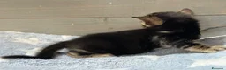 Bengala gatti in vendita: Cuccioli di Bengala - Annuncio 7