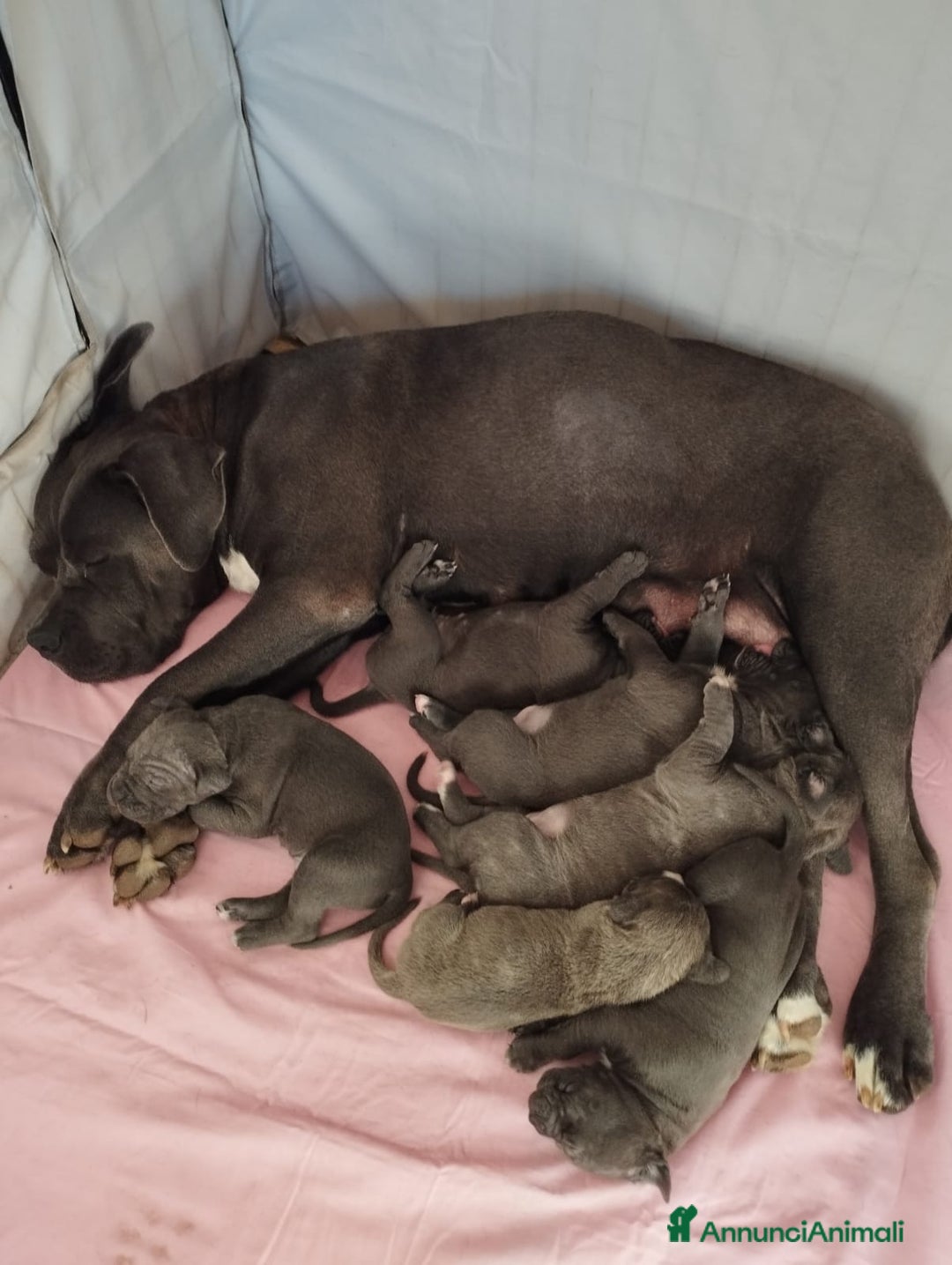 Cane Corso cani in vendita: Cuccioli Cane Corso grigi  - Annuncio 3