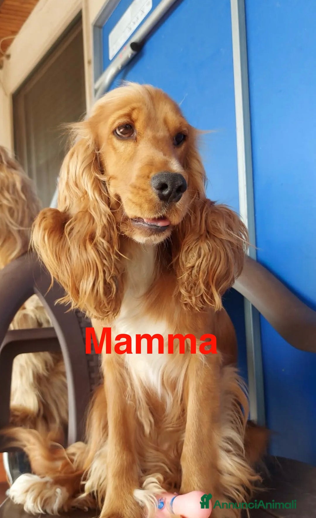 Cocker cani in vendita: Cuccioli di cocker spaniel - Annuncio 3