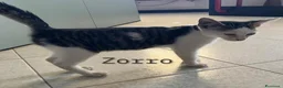 Meticcio gatti in regalo: Zorro molto affettuoso - Annuncio 2