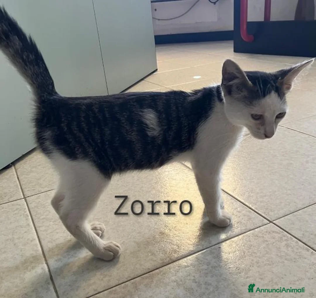 Meticcio gatti in regalo: Zorro molto affettuoso - Annuncio 2