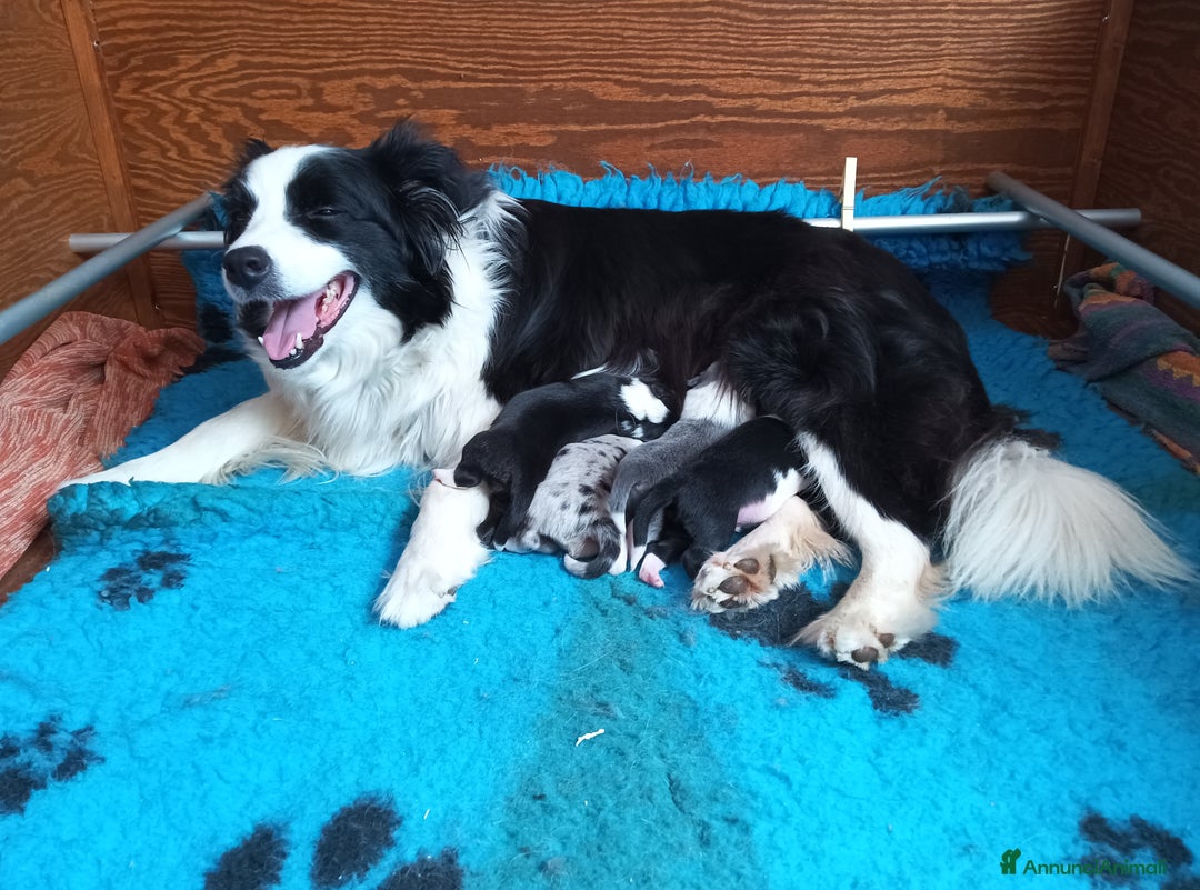 Border Collie cani in vendita: Cuccioli Border Collie a Città Metropolitana di Torino - Immagine 12