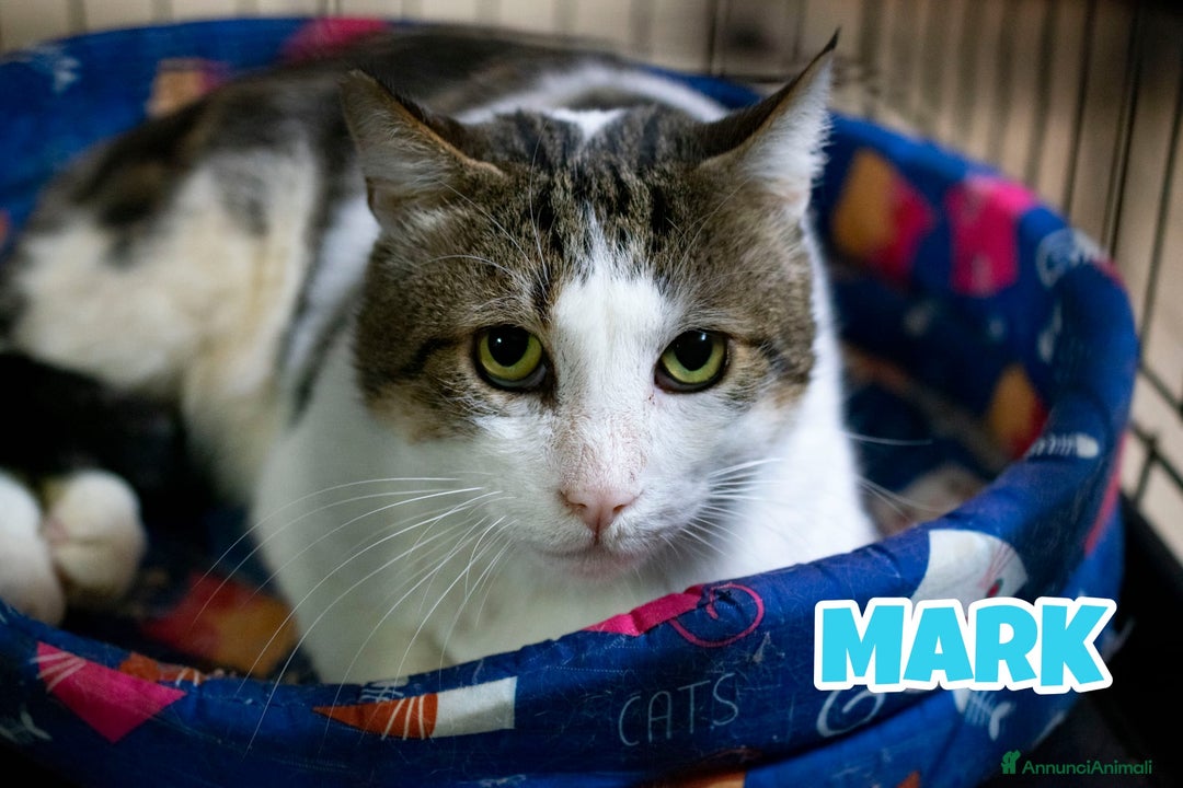 Europeo gatti in regalo: MARK micio di 2 anni - Annuncio 3