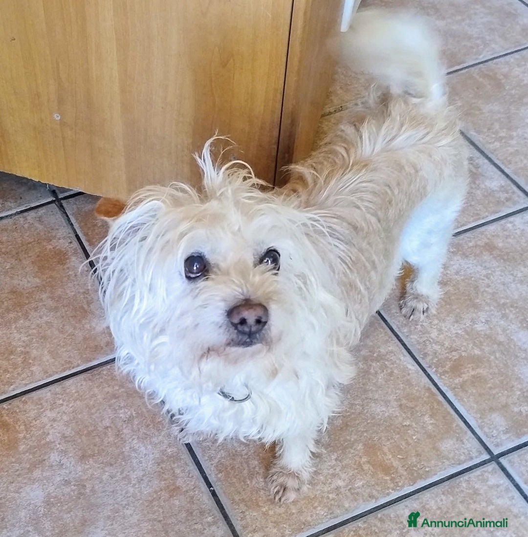 Spinone cani in regalo: Toto' - Annuncio 3