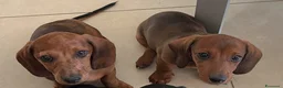 Bassotto cani in vendita: cuccioli di bassotto nano a pelo corto  a Provincia di Lecce - Annuncio 3
