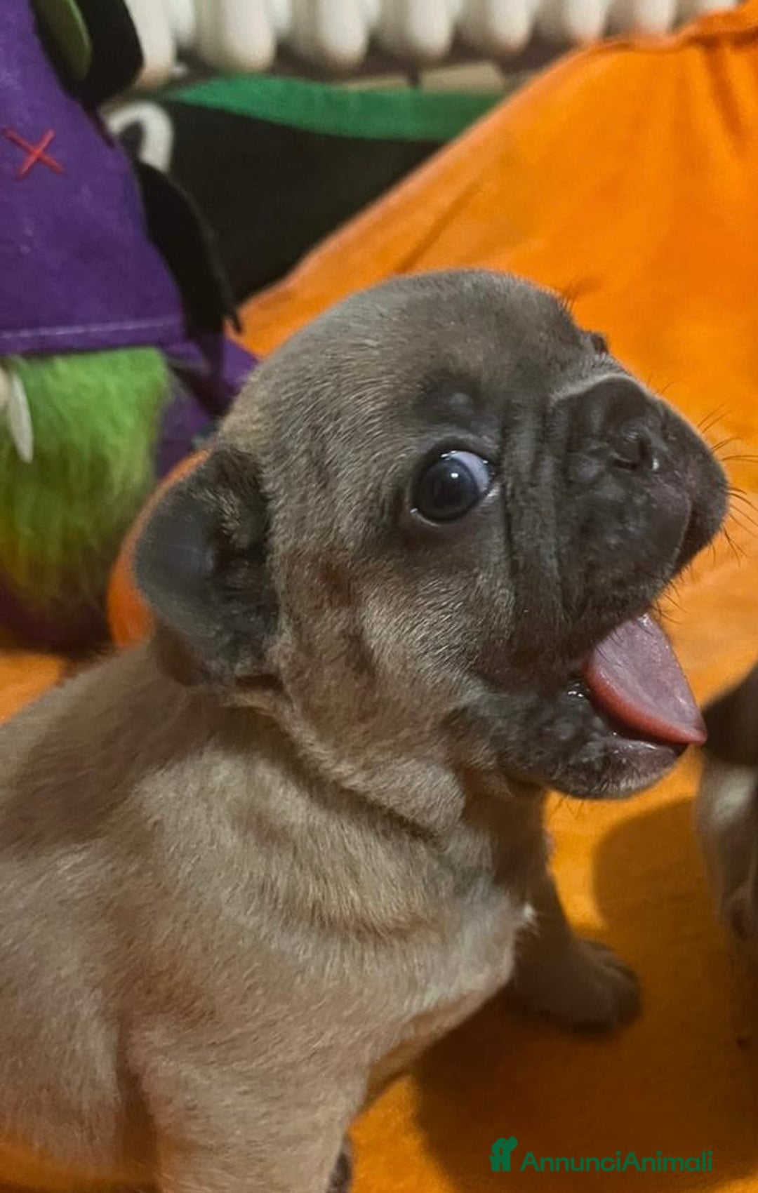 Bulldog Francese cani in vendita: Cuccioli di bulldog francese  - Annuncio 13