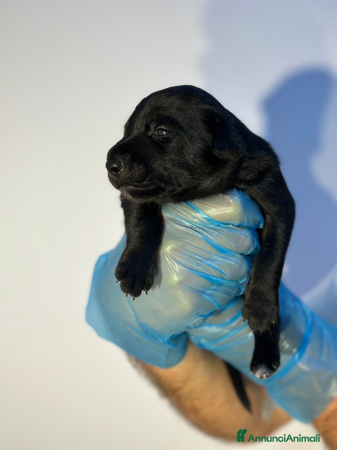 Altre razze cani in regalo: 🆘 CUCCIOLI CERCANO CASA  - Immagine 10