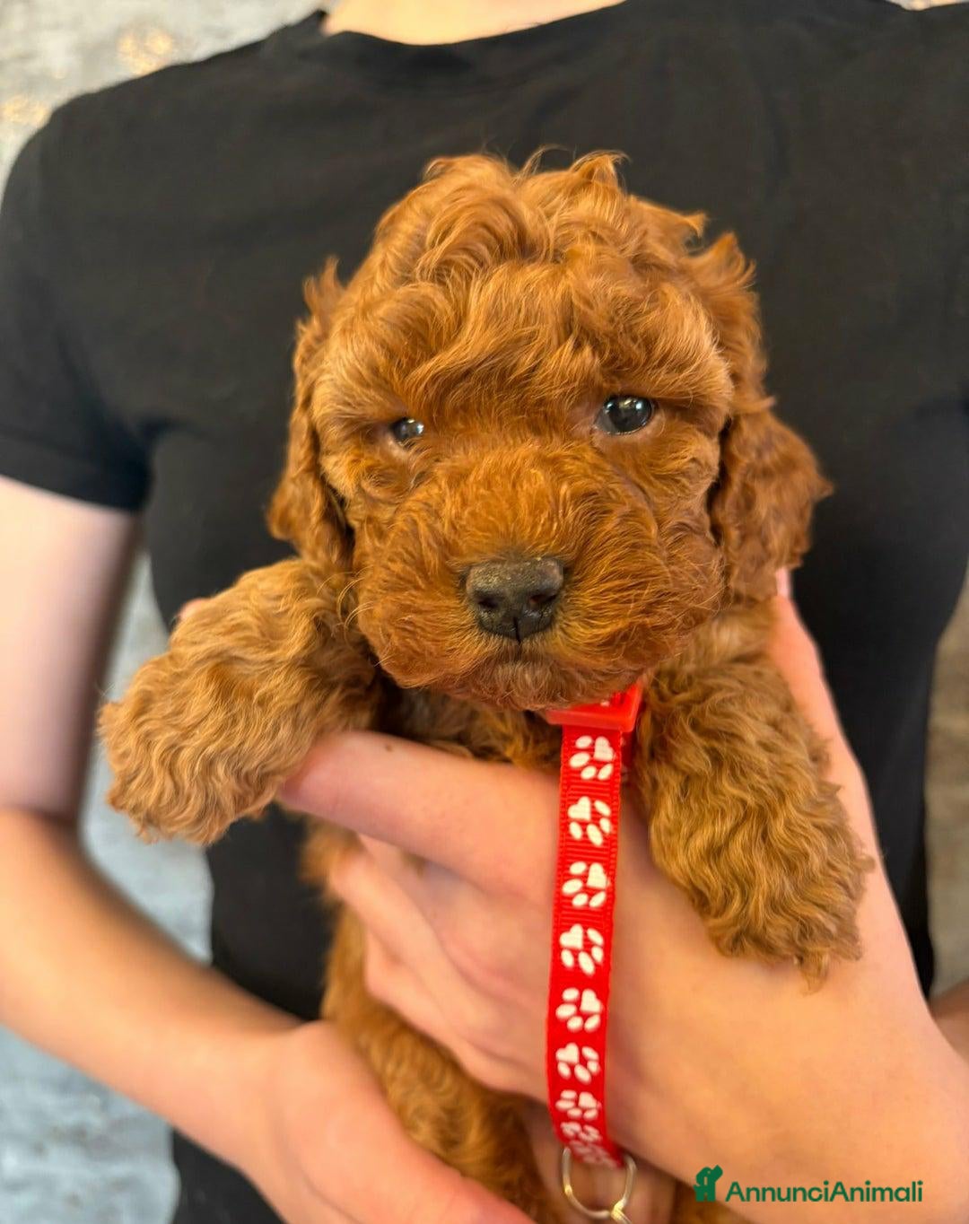 Cockapoo cani in vendita: Cuccioli di Cockapoo F2b disponibili - Annuncio 9