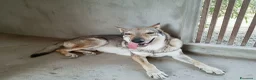 Lupo Cecoslovacco cani in regalo: Lupo . - Annuncio 1