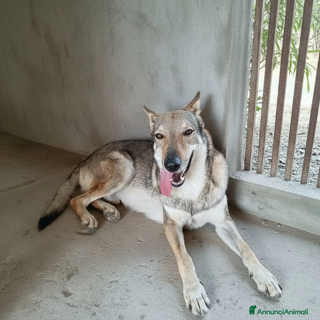 Lupo Cecoslovacco cani in regalo: Lupo . - Annuncio 1