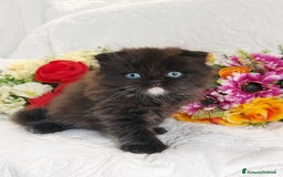Scottish gatti in vendita: Scottish fold Occhi Azzurri  a Città Metropolitana di Genova - Immagine 5