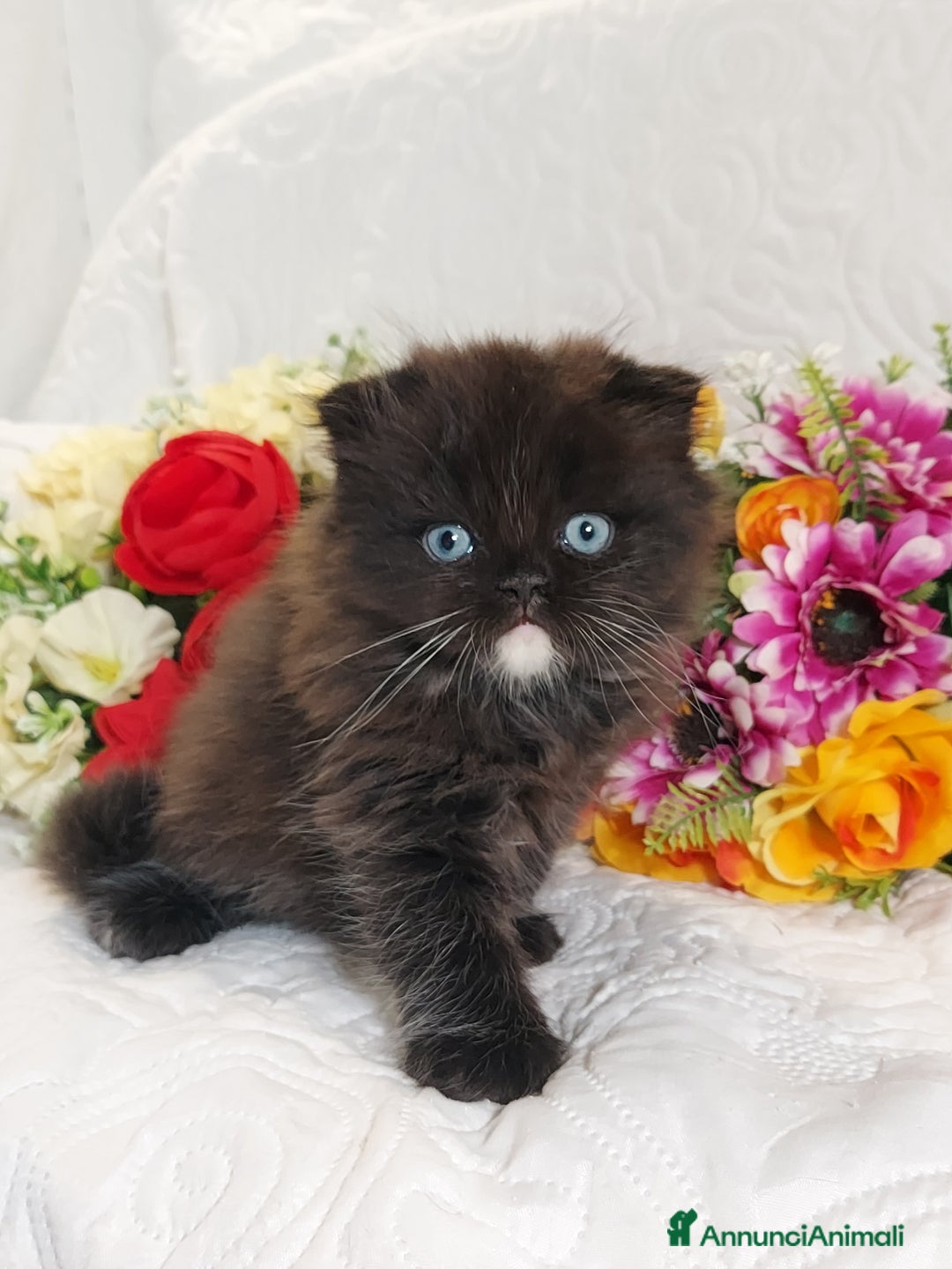 Scottish gatti in vendita: Scottish fold Occhi Azzurri  a Città Metropolitana di Genova - Immagine 5