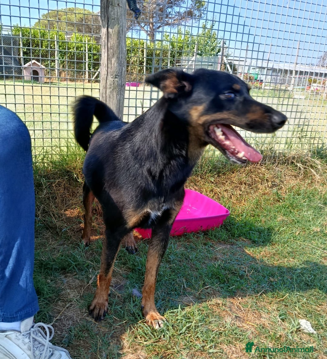Meticcio cani in regalo: Up, simpaticissimo simil pincher  a Provincia di Latina - Immagine 2