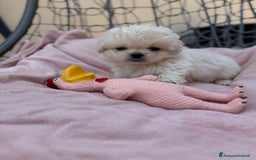 Pechinese cani in vendita: Cuccioli pechinese  a Рим - Immagine 3