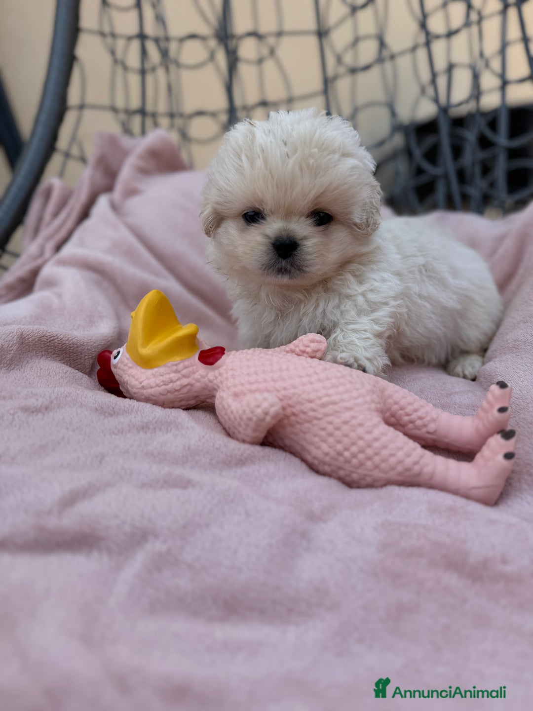 Pechinese cani in vendita: Cuccioli pechinese  a Рим - Immagine 3