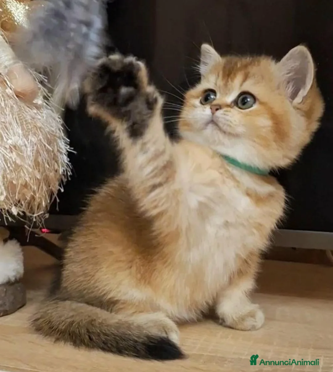 British gatti in vendita: Cuccioli di british shorthair golden  - Annuncio 4