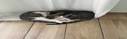 Meticcio gatti in regalo: Dolcissimi maschietti - Annuncio 1