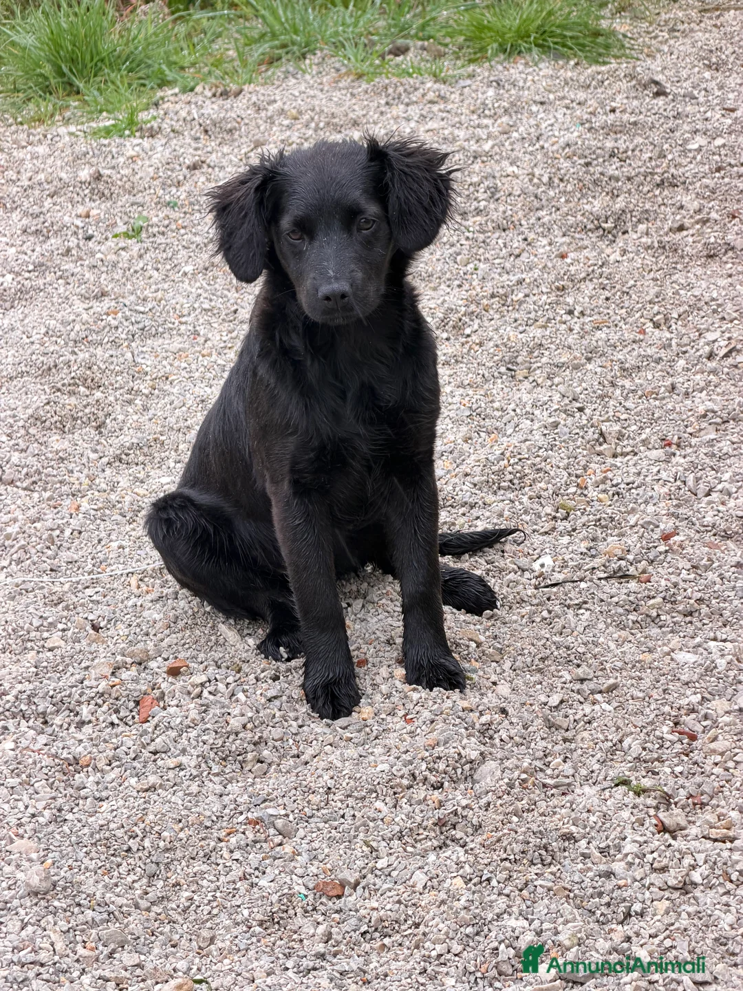 Meticcio cani in regalo: Fiona - Annuncio 1