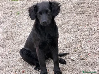 Meticcio cani Fiona - Annuncio 2