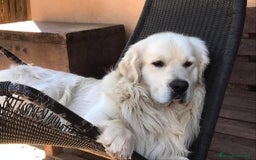Golden Retriever cani in vendita: Cuccioli di Gold Retriever con pedigree  - Immagine 17