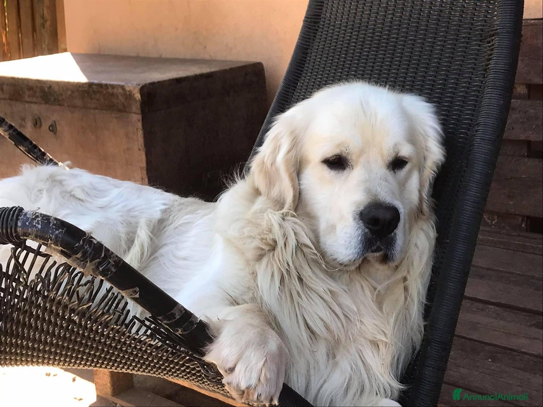 Golden Retriever cani in vendita: Cuccioli di Gold Retriever con pedigree  - Immagine 17