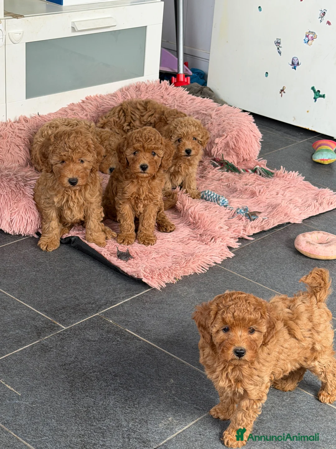 Barboncino Toy cani in vendita: Barboncini toy - Annuncio 11