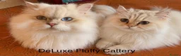 British gatti in vendita: Leonard e Pretty cercano una famiglia insieme  - Annuncio 2