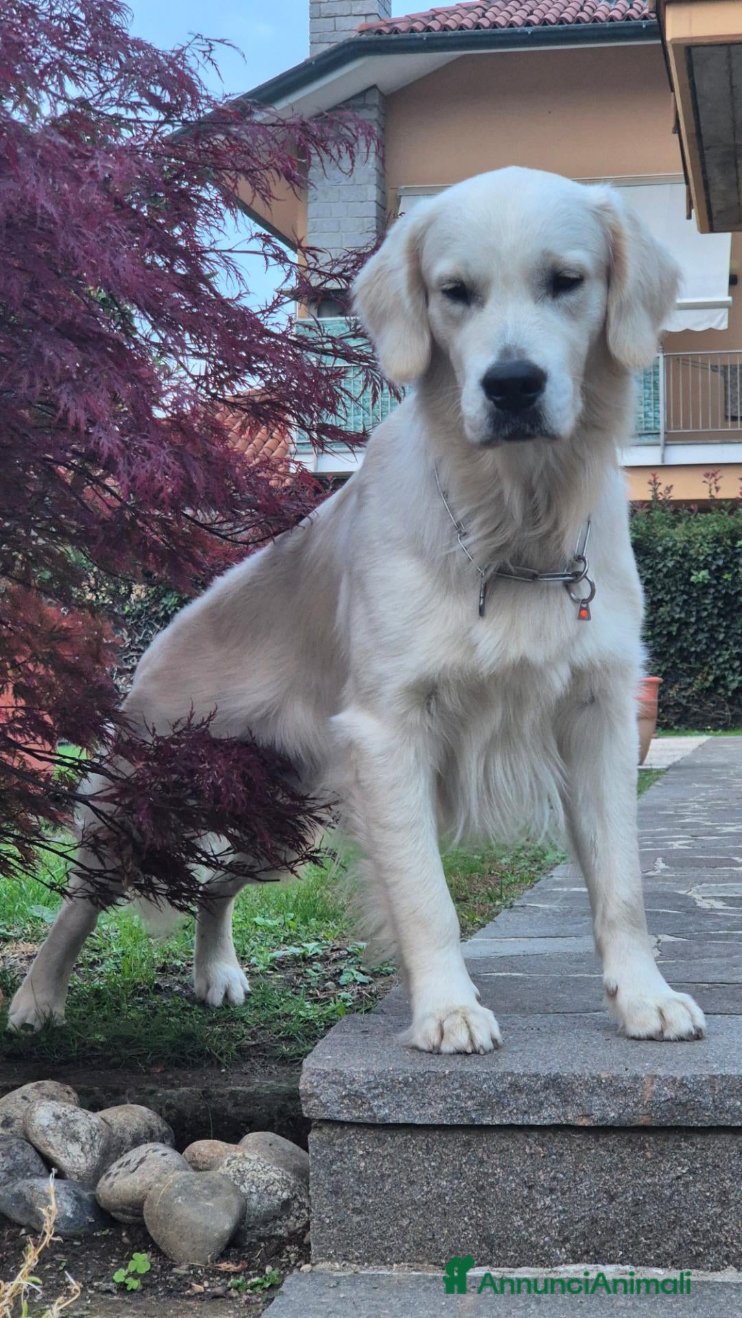Golden Retriever cani ​Splendido Golden Retriever Maschio per Monta  - Annuncio 35