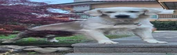 Golden Retriever cani per accoppiamento: ​Splendido Golden Retriever Maschio per Monta  a Provincia di Lecco - Annuncio 1