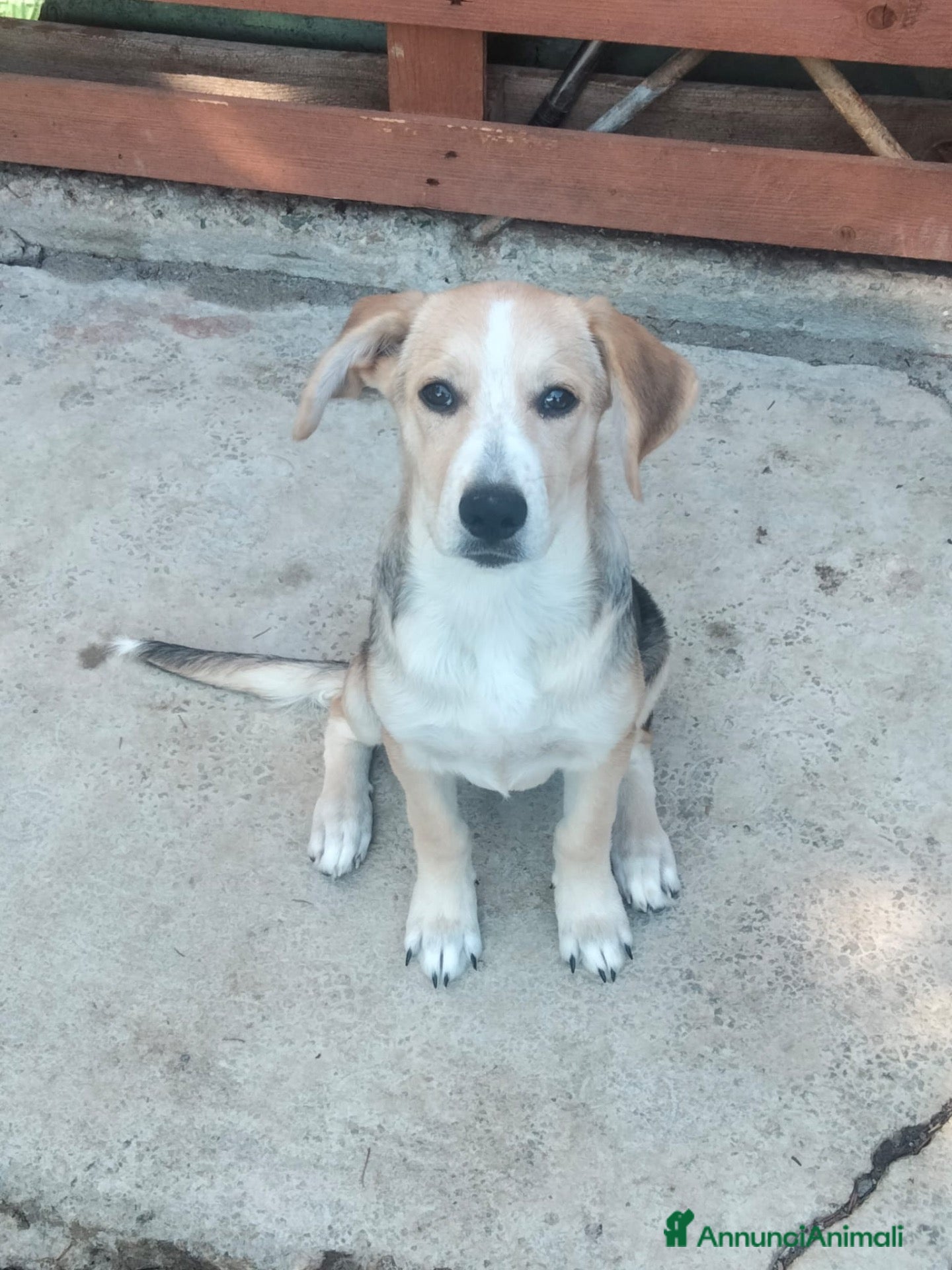 Meticcio cani Celeste - Annuncio 7