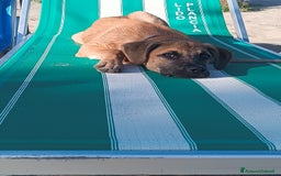 Meticcio cani in regalo: Cerco famiglia per questo adorabile cucciolo - Immagine 5