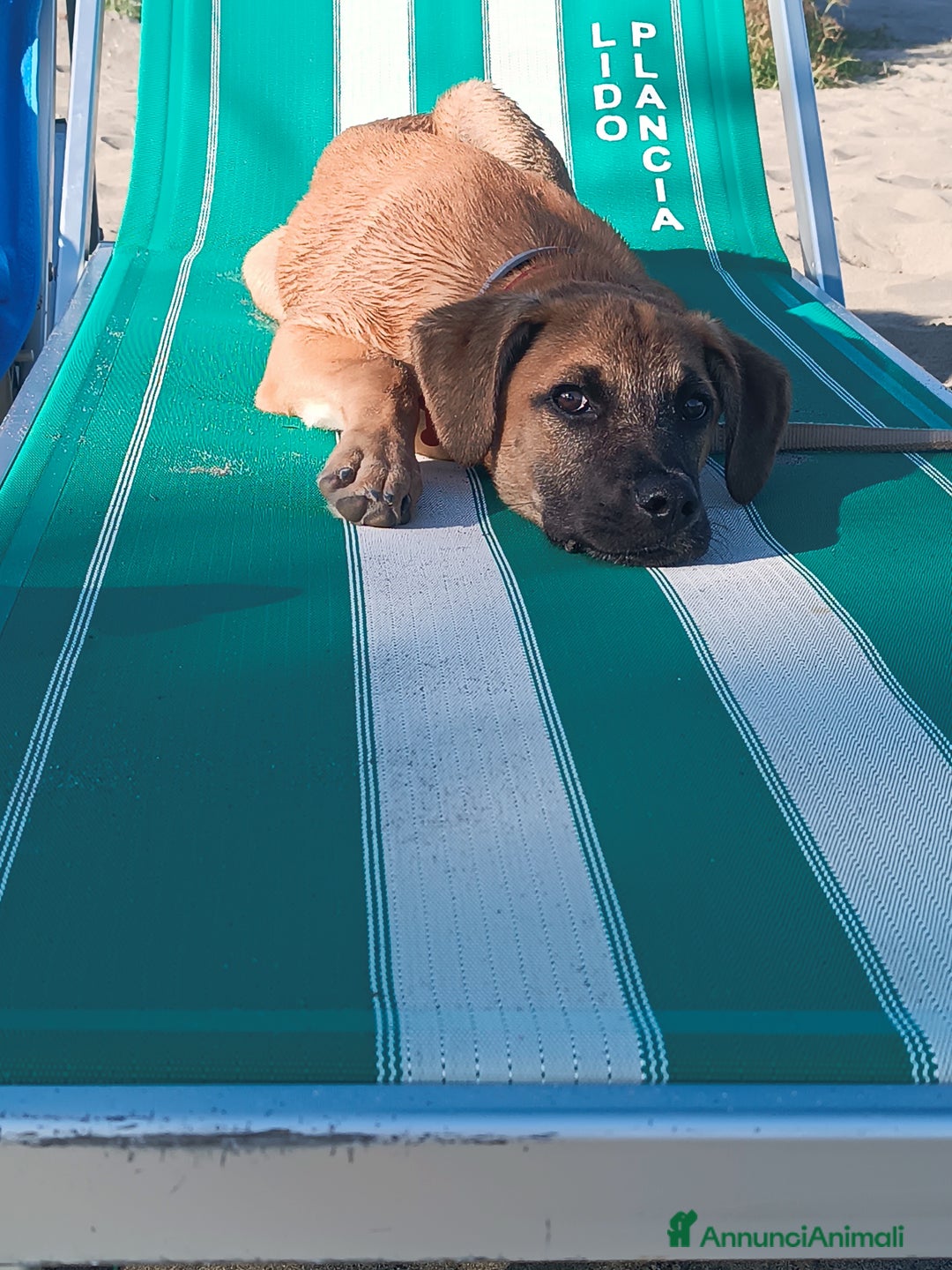 Meticcio cani in regalo: Cerco famiglia per questo adorabile cucciolo - Immagine 5