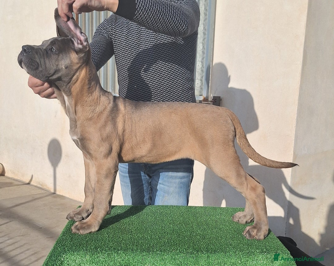 Cane Corso cani in vendita: Cucciole Cane Corso - Annuncio 7
