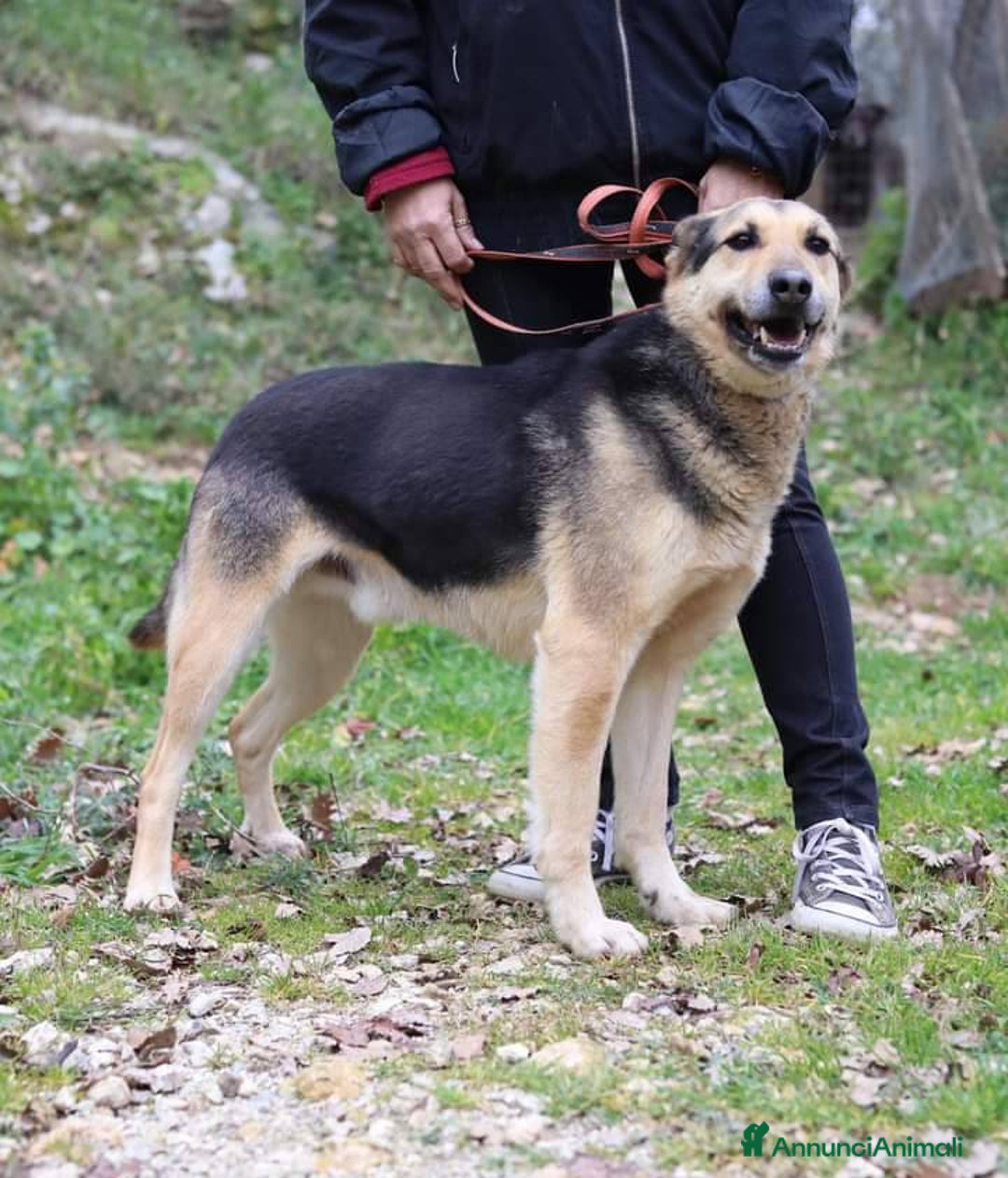 Meticcio cani in regalo: REX affettuoso simpatico nonnino 23 kg - Annuncio 3