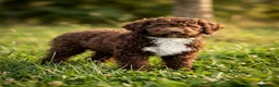 Lagotto cani in vendita: Cuccioli di Lagotto Romagnolo - Annuncio 2
